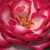 Blanche-rose - Rosiers hybrides de thé - Atlas